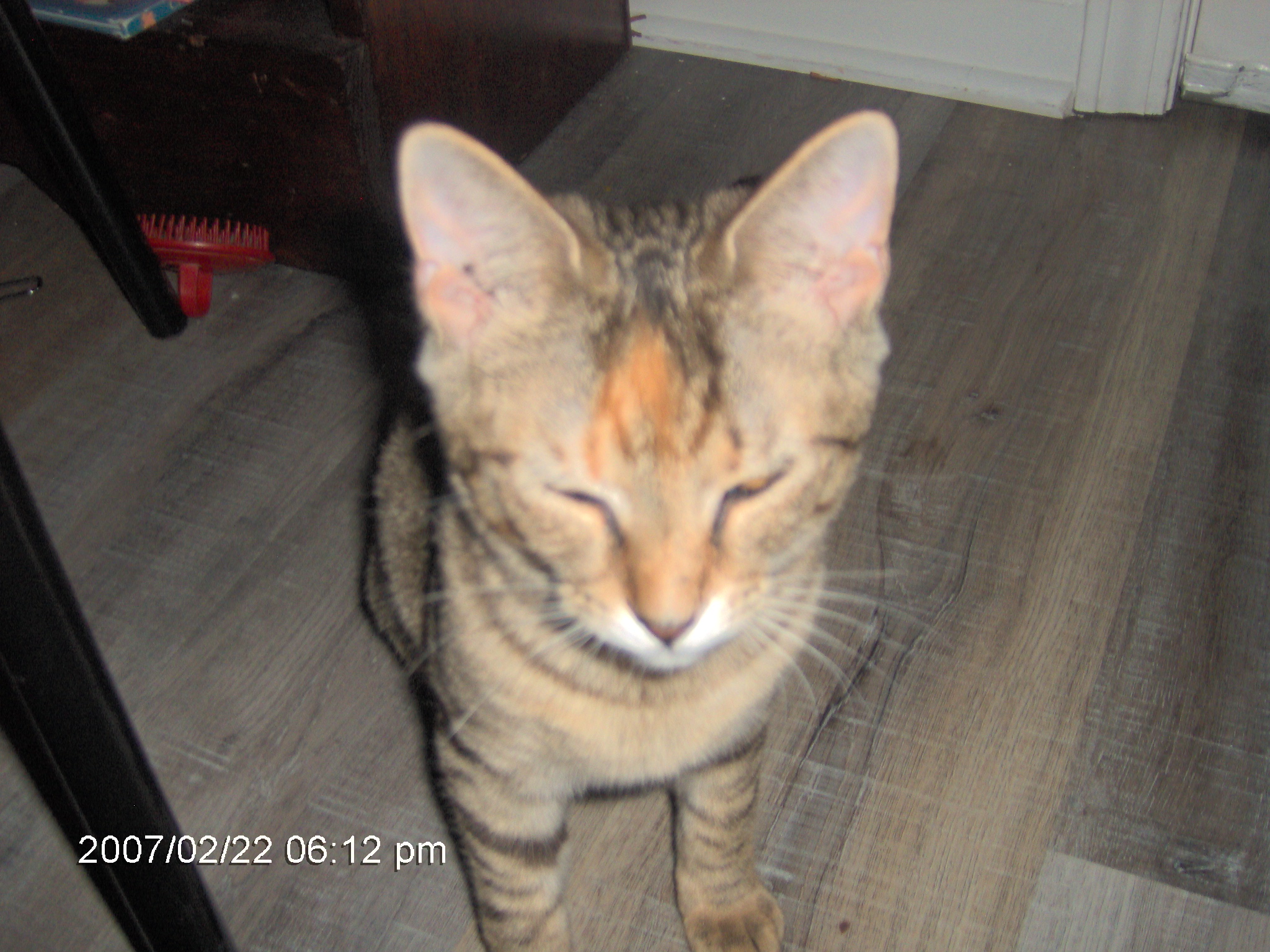 Jiffy's weird eyes because of the flash on my digital camera