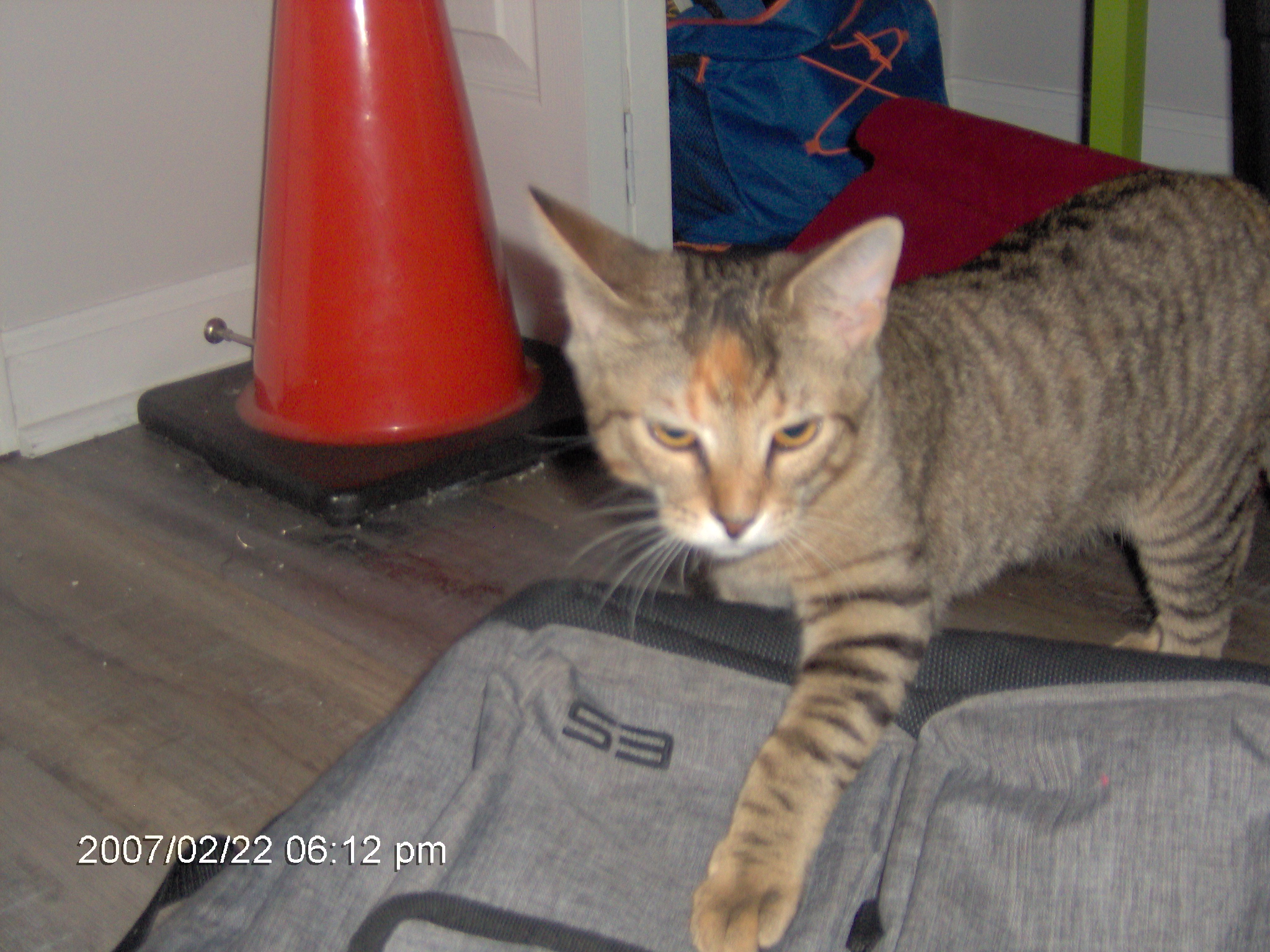 Jiffy, earlier today, guarding my backpack