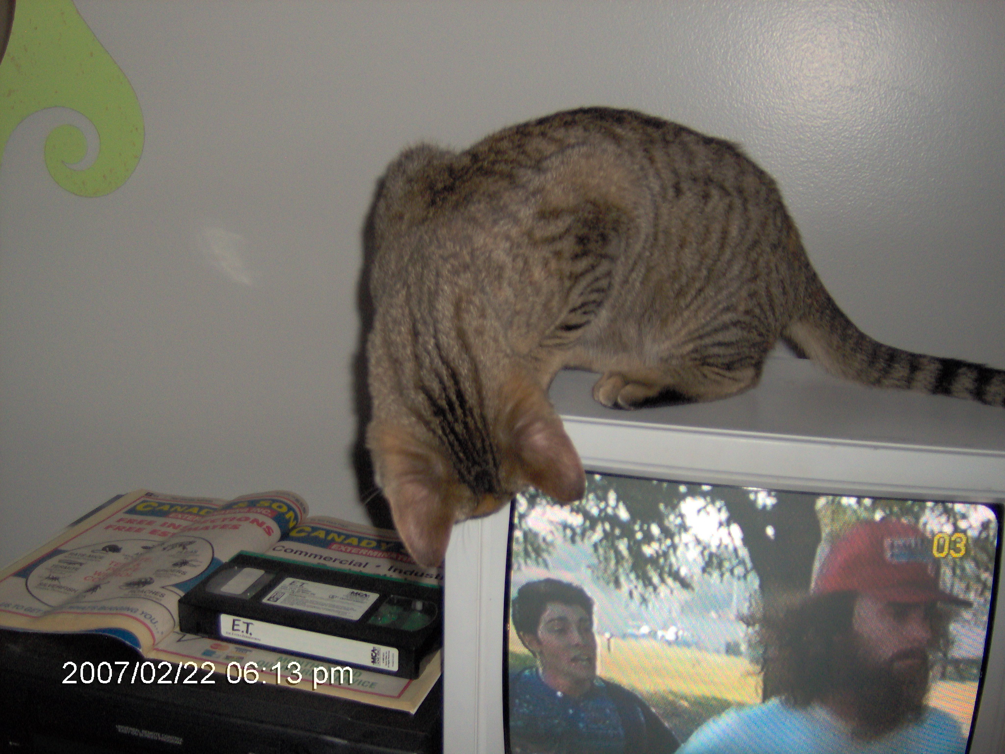 Jiffy, sitting on top of the TV, earlier today while I was watching a videotape of Forrest Gump
